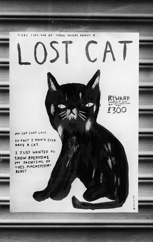 Lost Cat by jamibann