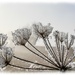 Frosted (best viewed on black) by carolmw
