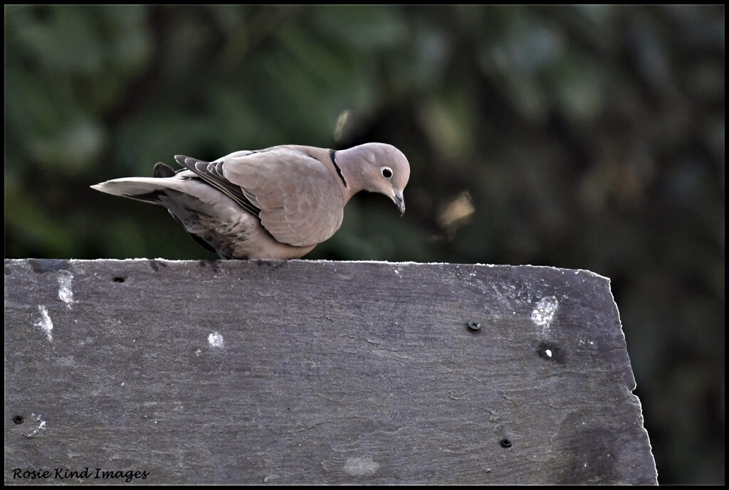 Collared dove by rosiekind