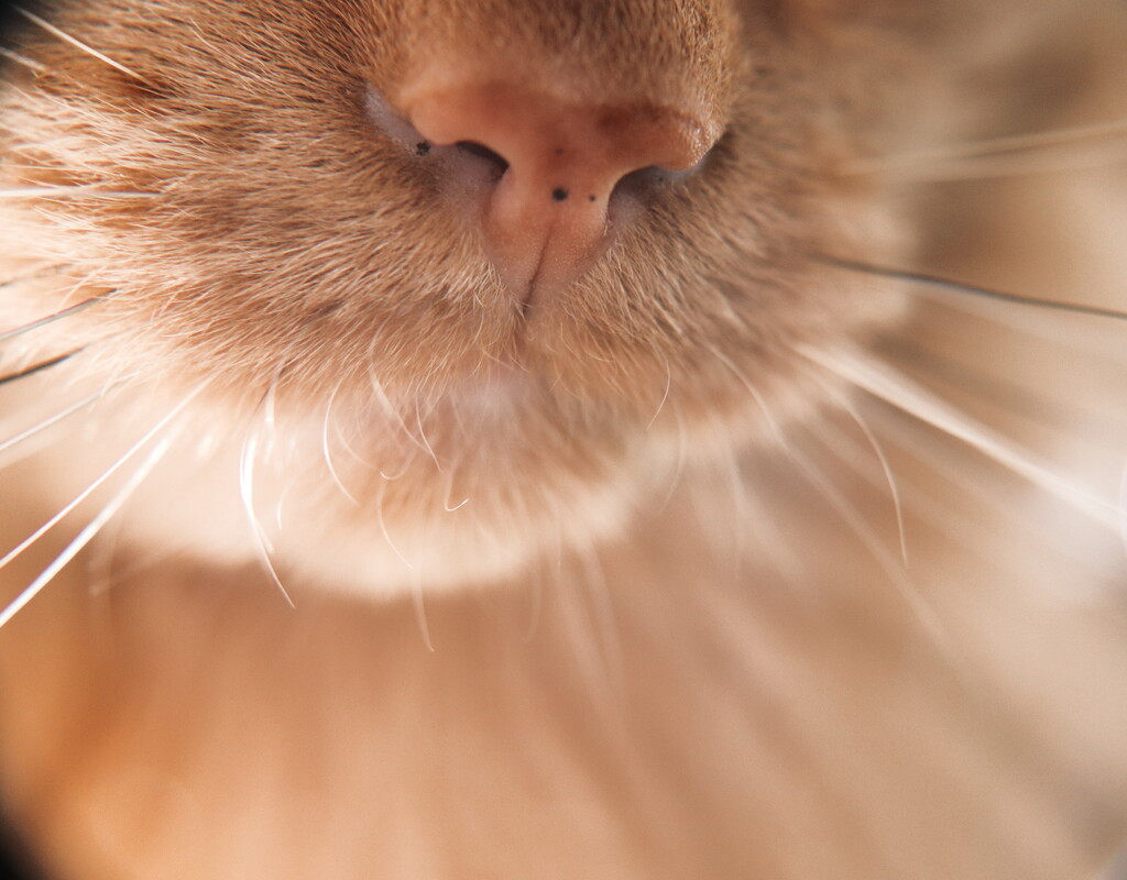 Day 38: Kitty Nose by sheilalorson