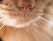 7th Feb 2023 - Day 38: Kitty Nose
