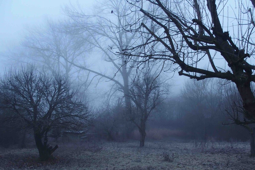 Foggy Orchard by arkensiel