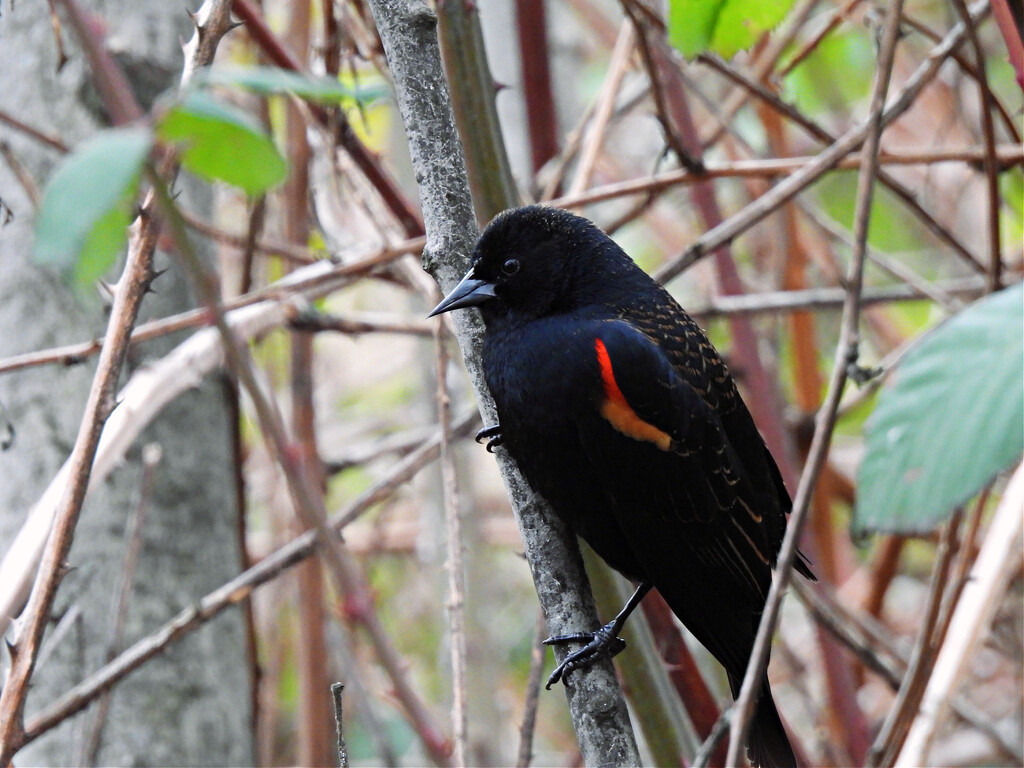 Male Red-Winged Blackbird by seattlite