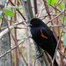 Male Red-Winged Blackbird by seattlite