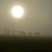 Our brightest star (the sun!) on a misty morning by anitaw