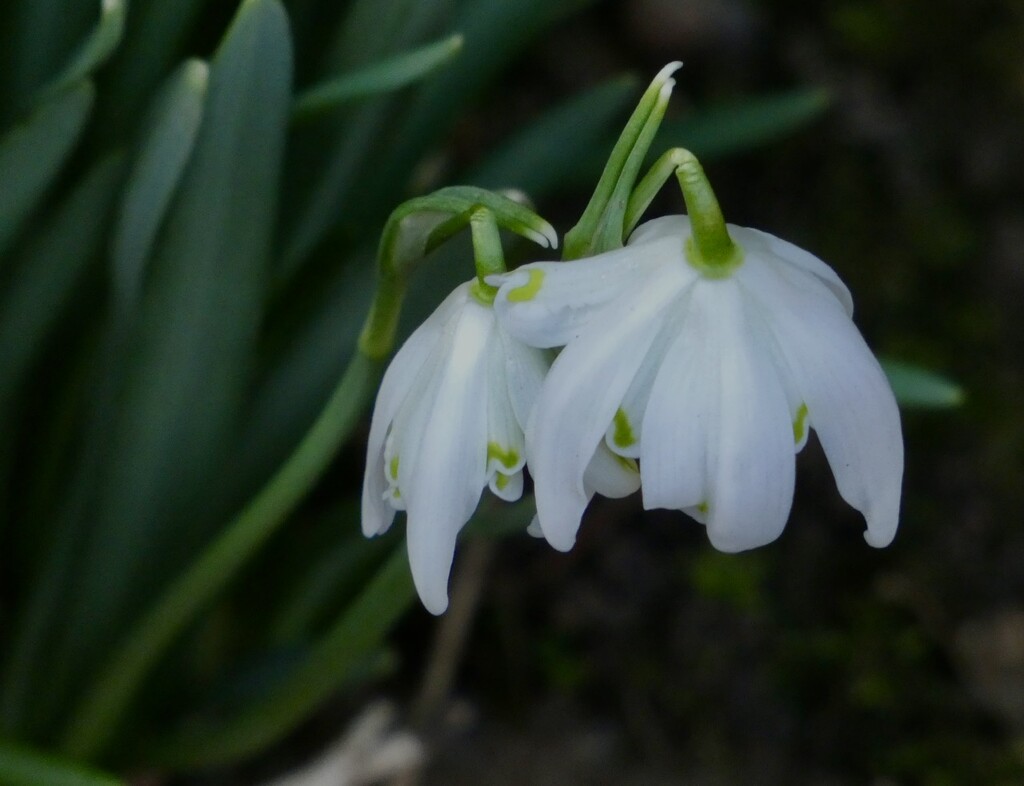 My Mum’s Snowdrops by orchid99