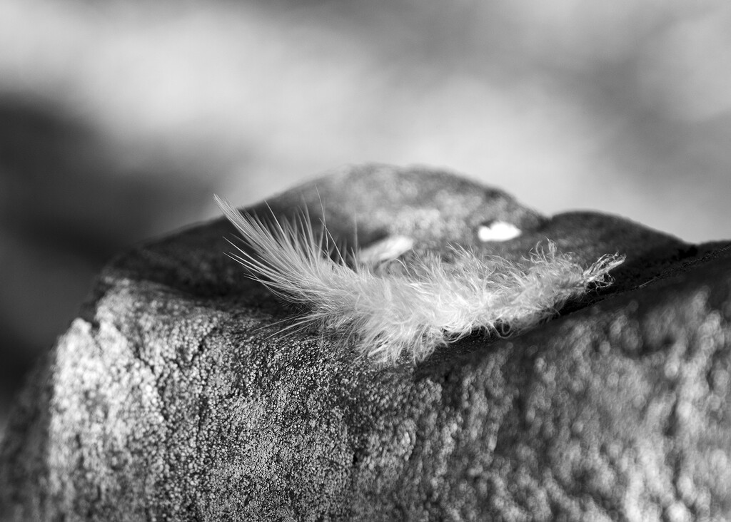 found feather by helenhall