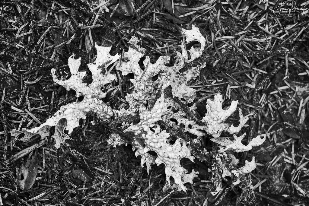 Little Bit of Lichen by jgpittenger