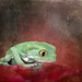 Froggy Dreams by jgpittenger