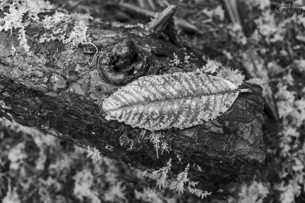 Leaf On a Log  by jgpittenger