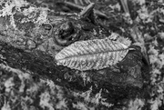 8th Feb 2023 - Leaf On a Log 