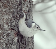 12th Jan 2023 - White-breasted Nuthatch