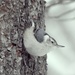White-breasted Nuthatch by sunnygreenwood
