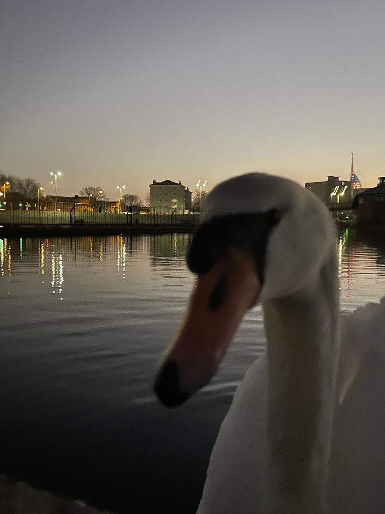 A swan encounter.  by bill_gk