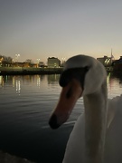 7th Feb 2023 - A swan encounter. 