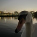 A swan encounter.  by bill_gk