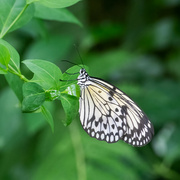 7th Feb 2023 - Tree Nymph Butterfly