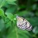 Tree Nymph Butterfly by photographycrazy
