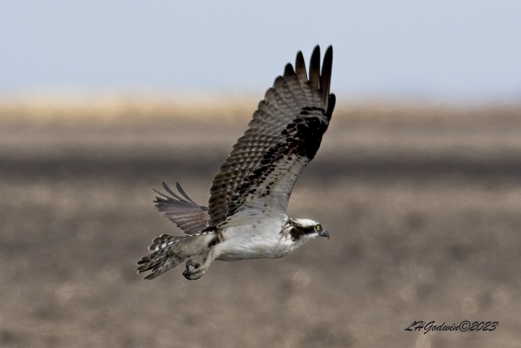 LHG_5393osprey on the hunt by rontu