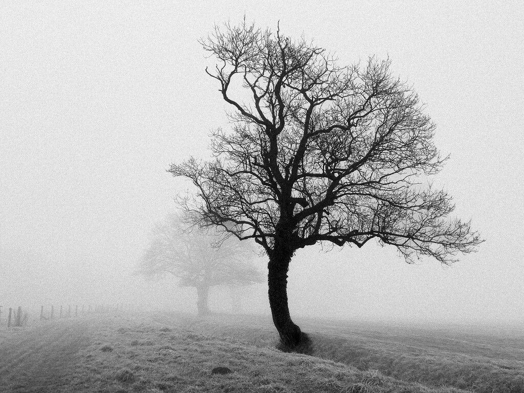 Oak and fog 2 by catangus