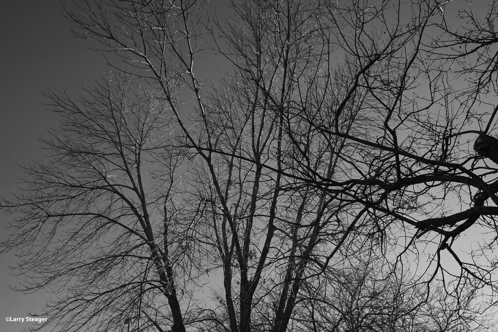 Winter tree in black and white by larrysphotos