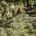 Winter pine by larrysphotos