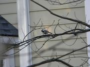 7th Feb 2023 - Chickadee on Branch in Backyard 