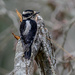 Downy Woodpecker  by theredcamera