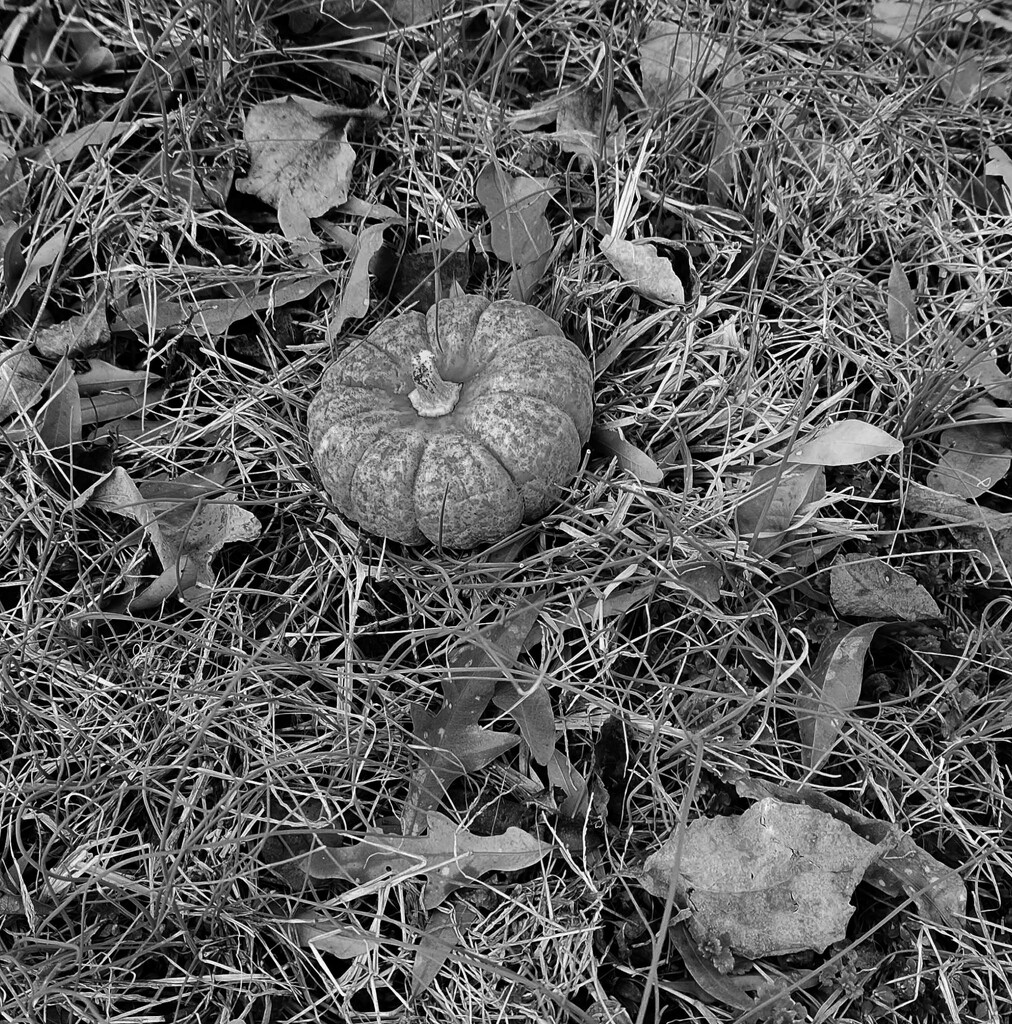 Pumpkin in the grass by randystreat