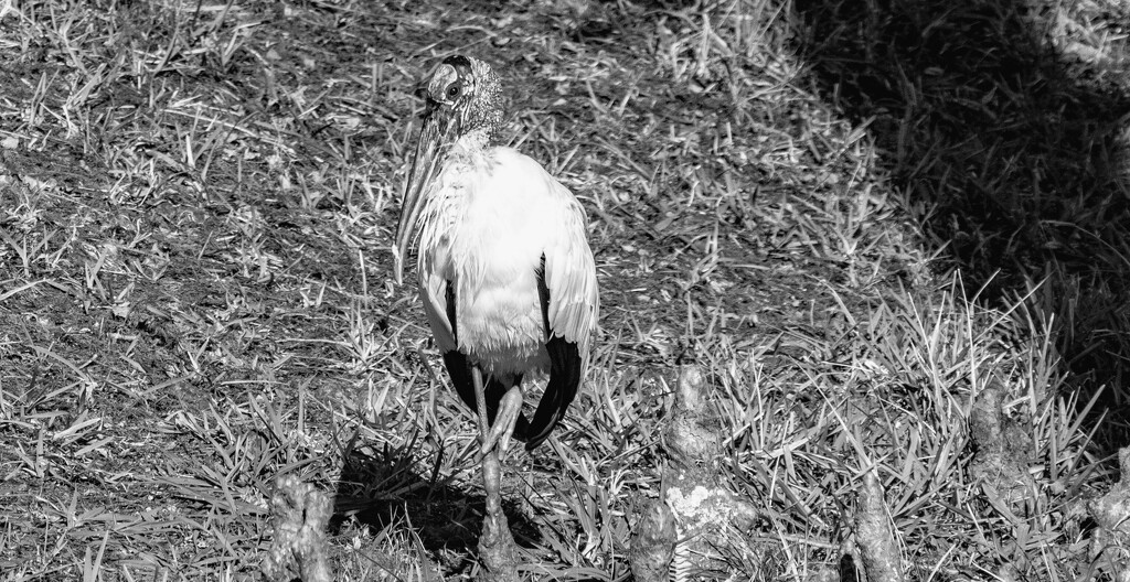 Found the Woodstork!  For FOR by rickster549