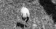 7th Feb 2023 - Found the Woodstork!  For FOR