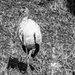Found the Woodstork!  For FOR