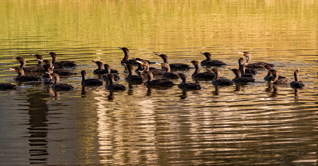 Cormorants on the Prowl! by rickster549