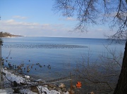 30th Jan 2011 - a flock of Canada geese