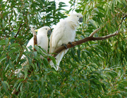 8th Feb 2023 - Mr and Mrs Sulphur Crested Cockatoos 