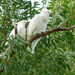 Mr and Mrs Sulphur Crested Cockatoos  by onewing