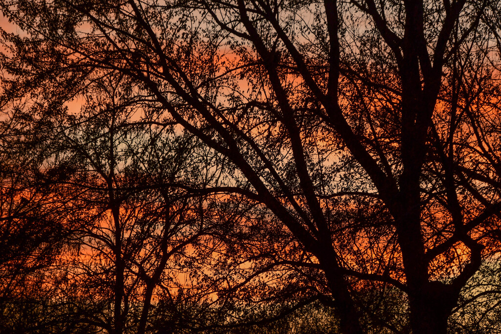 Branches and Color by kareenking