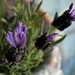 Lavender by sandlily