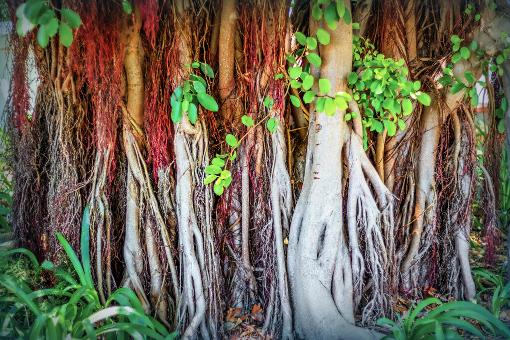 Colourful roots by ludwigsdiana