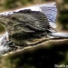 Heron in flight by stuart46