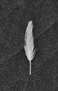 8th Feb 2023 - feather