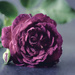 purple rose by ulla