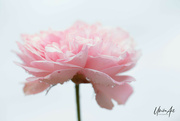 8th Feb 2023 - soft pink rose