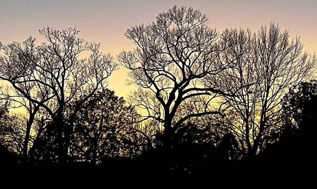 Winter trees at dusk by congaree