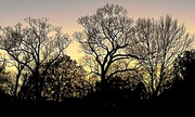 8th Feb 2023 - Winter trees at dusk