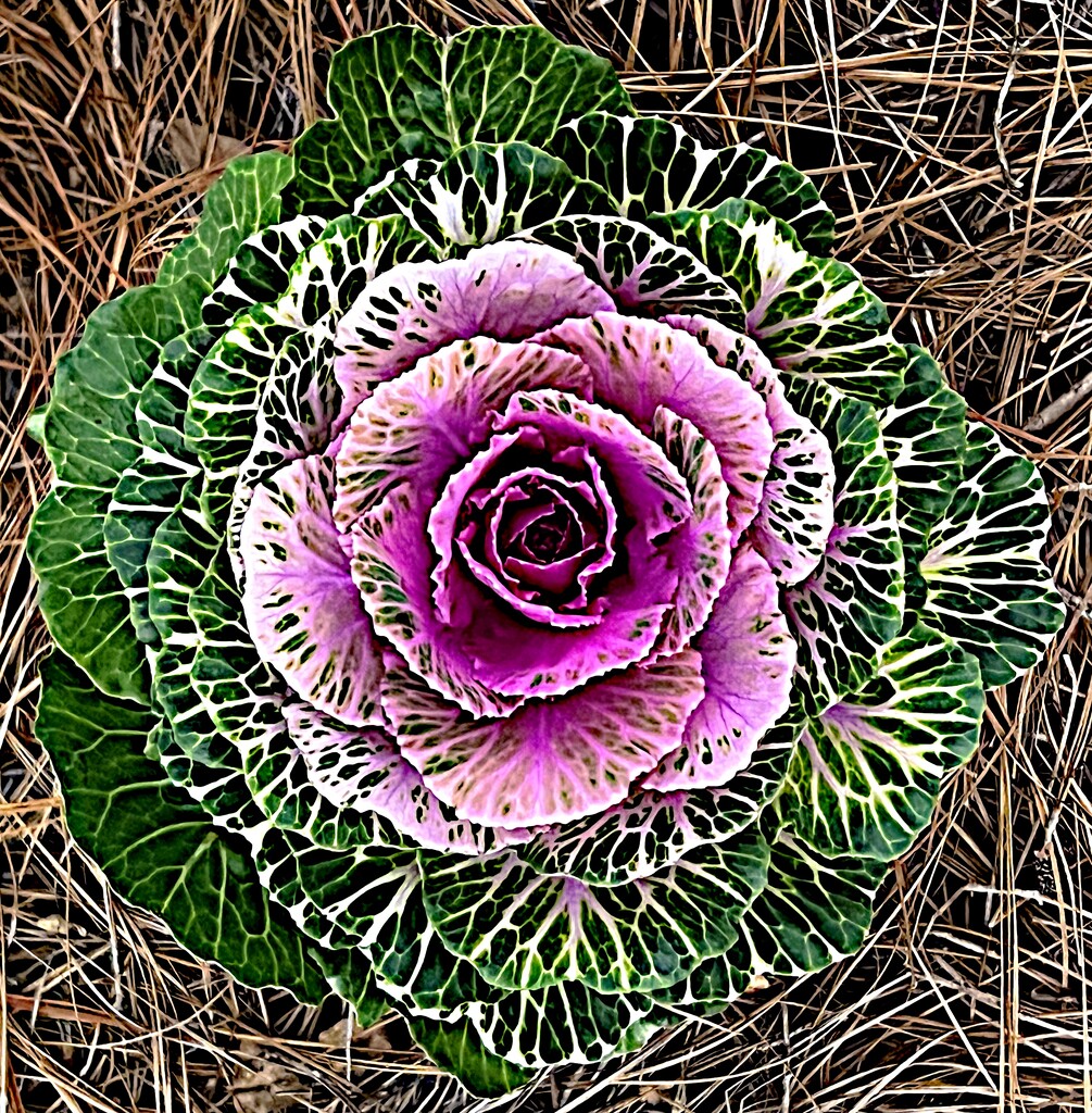 Nature’s kaleidoscope by congaree