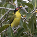 Yellow Fig Bird by bugsy365