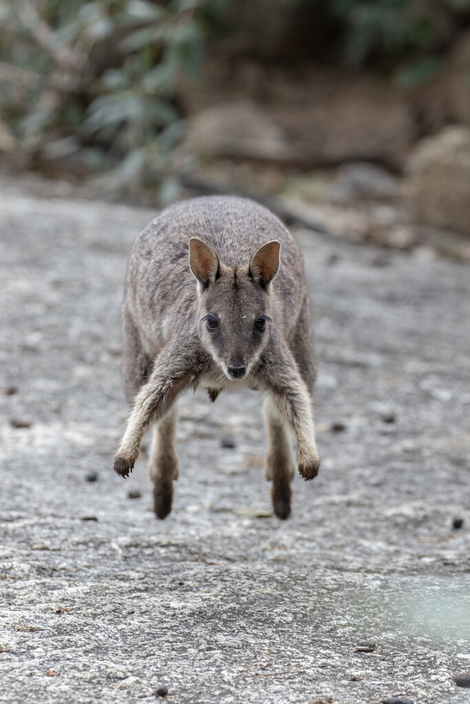 Rock wallaby by bugsy365
