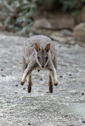 18th Oct 2022 - Rock wallaby