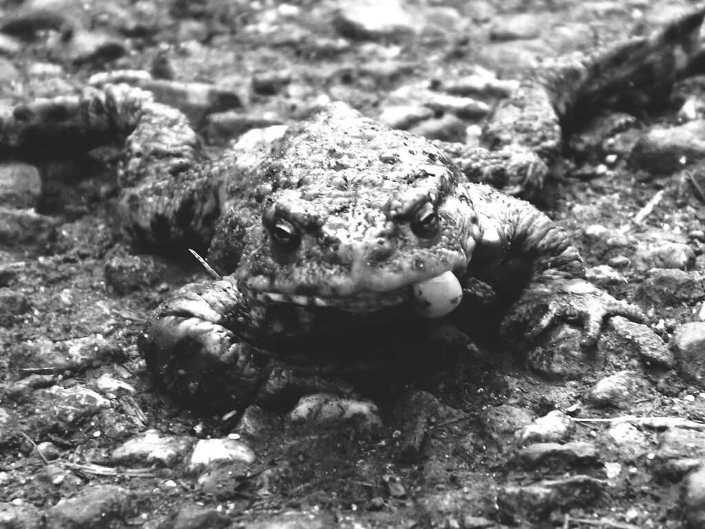 Toad not of 'Toad Hall' by ajisaac